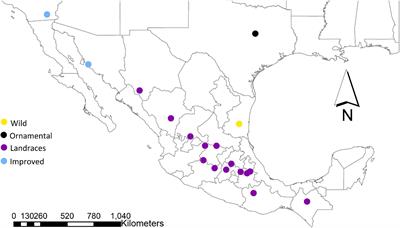Recent and Historical Gene Flow in Cultivars, Landraces, and a Wild Taxon of Cucurbita pepo in Mexico